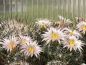 Preview: Mammillaria barbarta - Pinaleno Mountains
